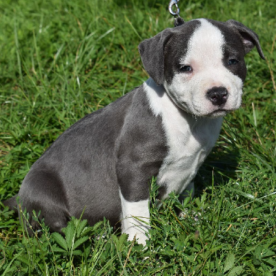 Dog'n'Tatoo - American Staffordshire Terrier - Portée née le 10/07/2022