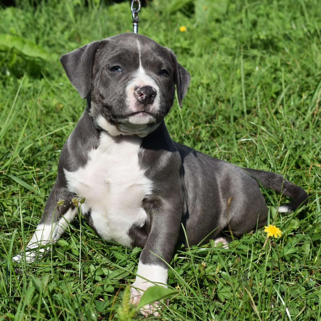 Dog'n'Tatoo - Chiot disponible  - American Staffordshire Terrier