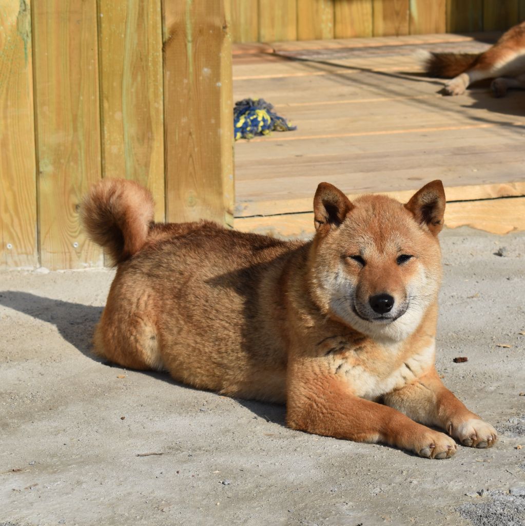 Penny Dog'n'Tatoo