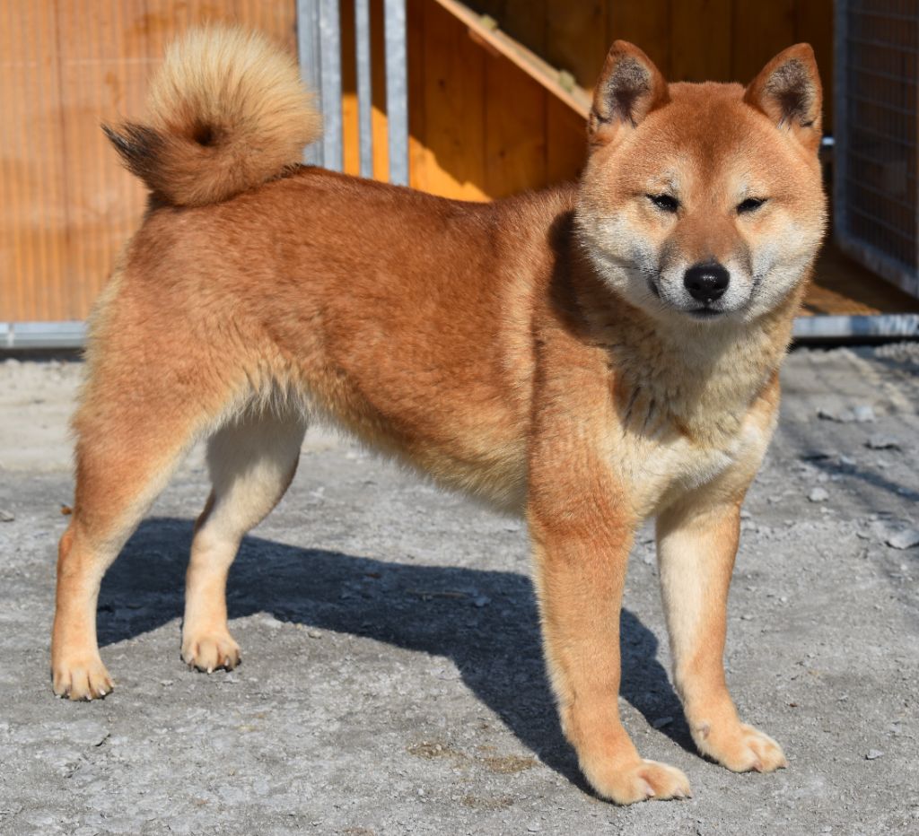 Plume Dog'n'Tatoo