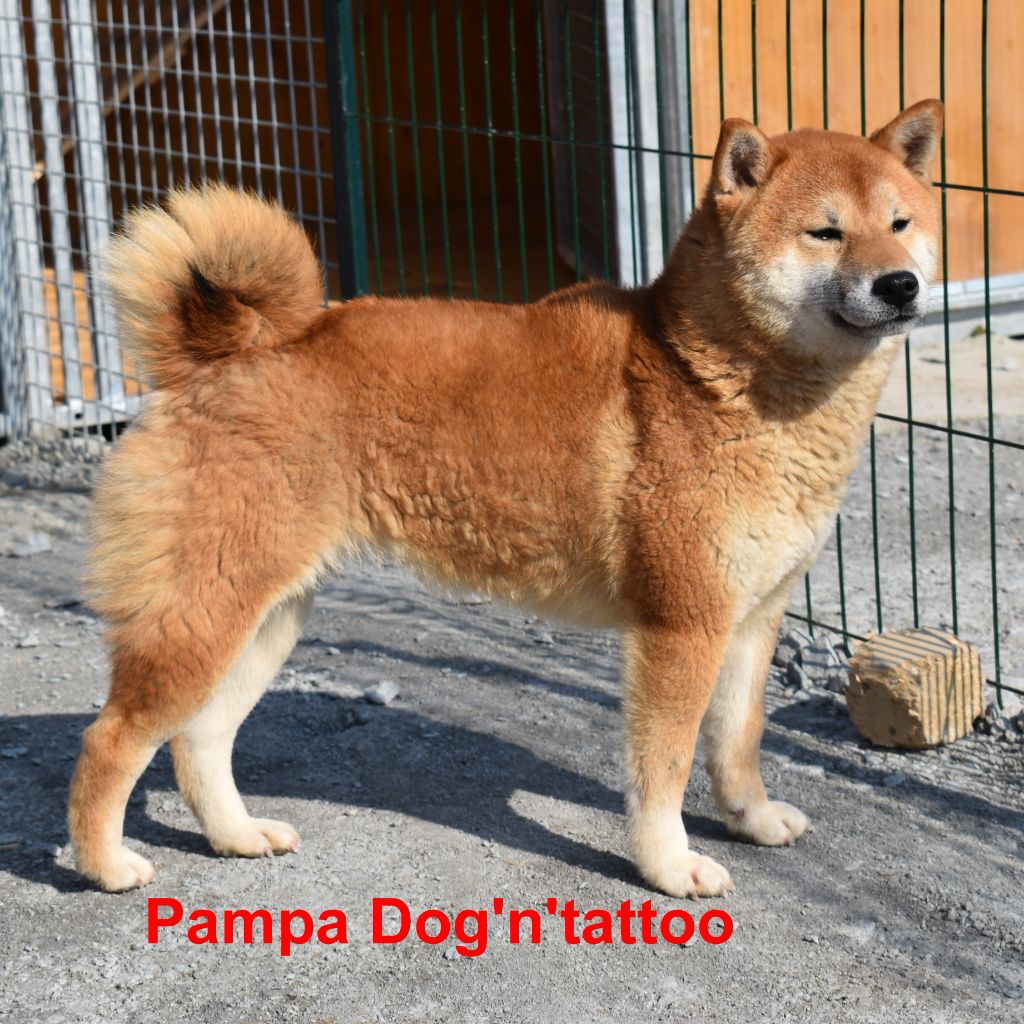 Pampa Dog'n'Tatoo