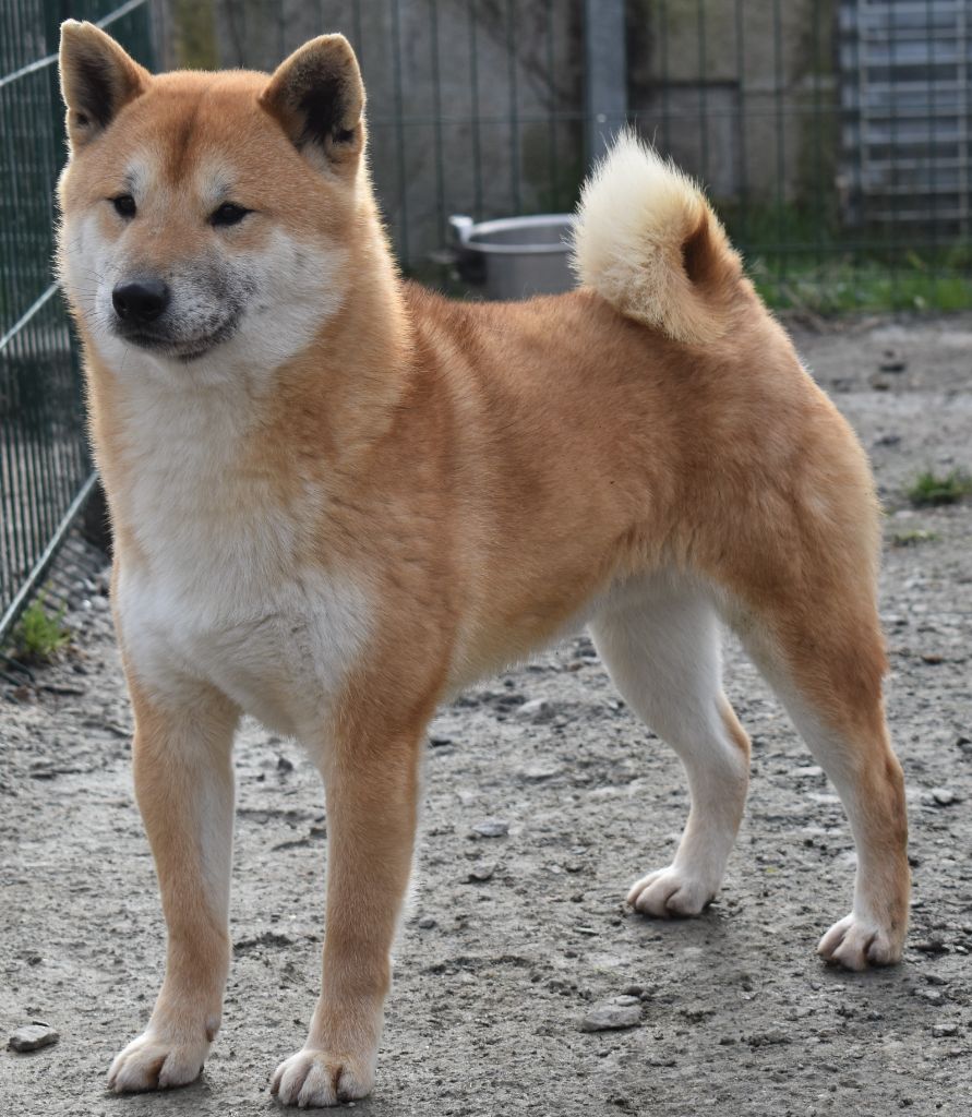 Pikatchu Dog'n'Tatoo