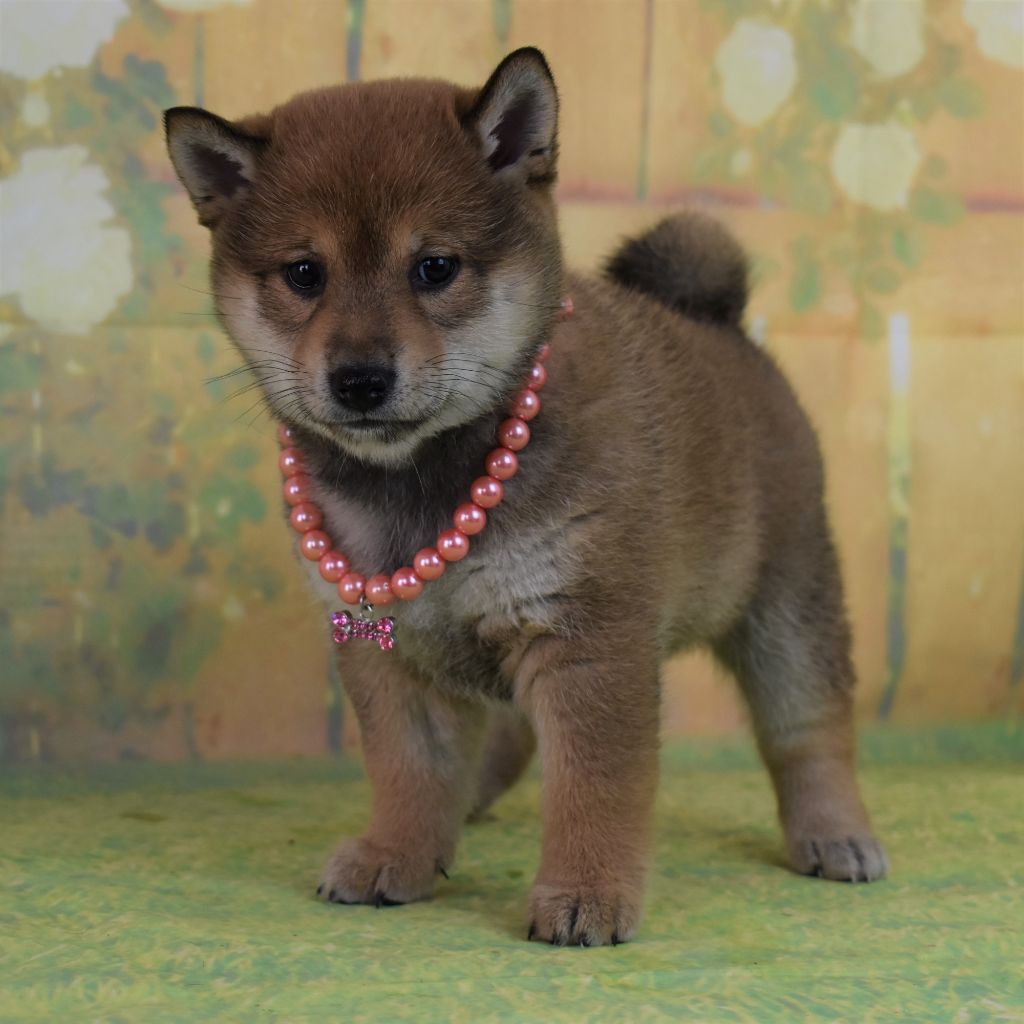 Dog'n'Tatoo - Chiots disponibles - Shiba