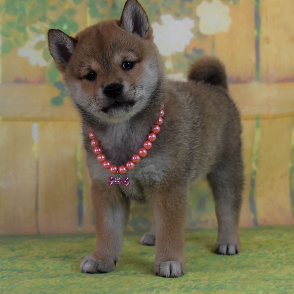 Dog'n'Tatoo - Chiots disponibles - Shiba